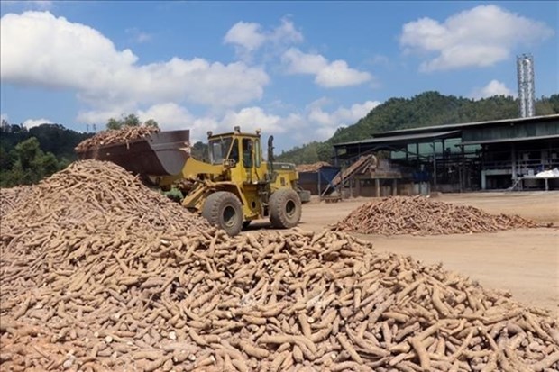 Suspending VAT refunds will harm cassava industry hinh anh 1