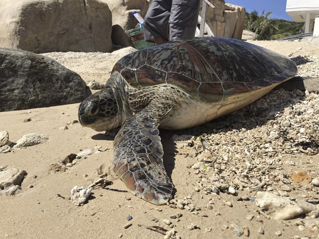 Ninh Thuan: Endangered sea turtle trapped by fishing net set free hinh anh 1