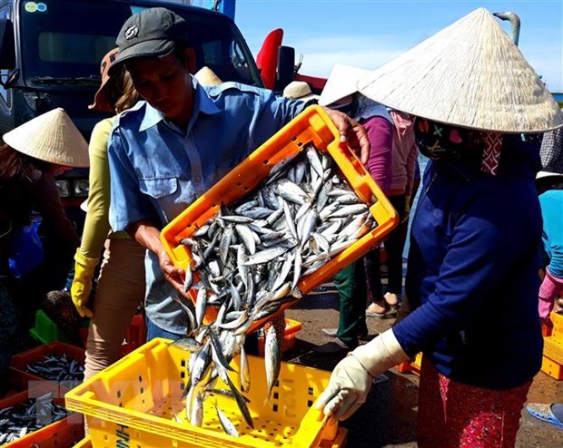 Seafood output hits 566,700 tonnes in three months hinh anh 1