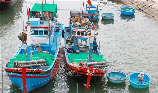 Seafood output hits 566,700 tonnes in three months hinh anh 2