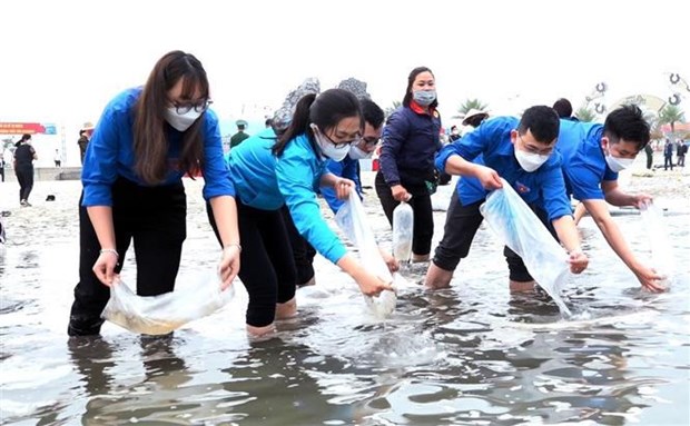 Quang Ninh releases 2.3 million fish fries into Bai Tu Long Bay hinh anh 2