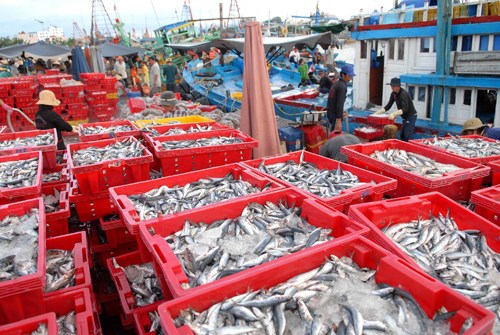 Binh Thuan striving to develop fisheries sustainably hinh anh 2