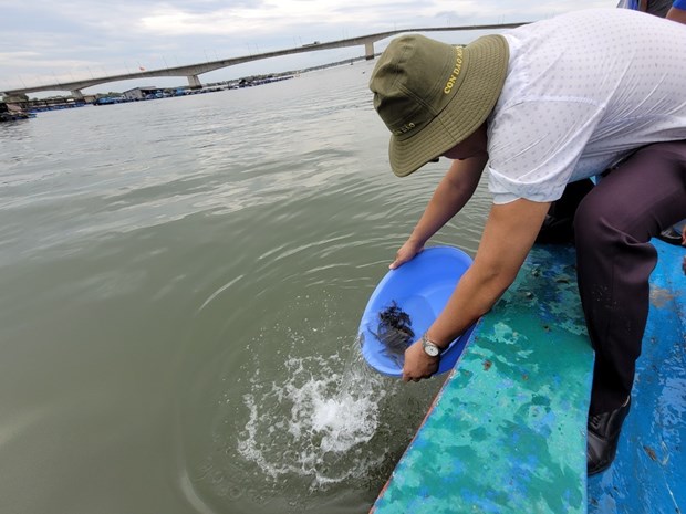 Breeding aquatic animals released to help recover fisheries resources hinh anh 1
