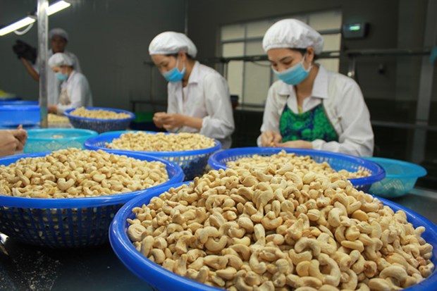 Great progress reported in settlement of suspected cashew nut scam in Italy hinh anh 1