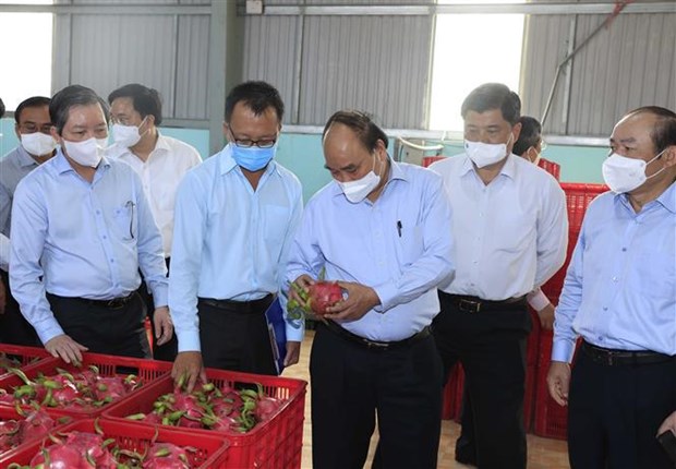 Collective economy in Tien Giang province developing diversely: President hinh anh 2