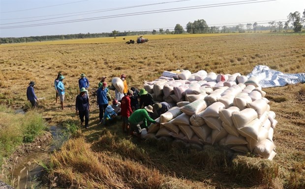 Dong Thap to expand area under high-quality rice hinh anh 1