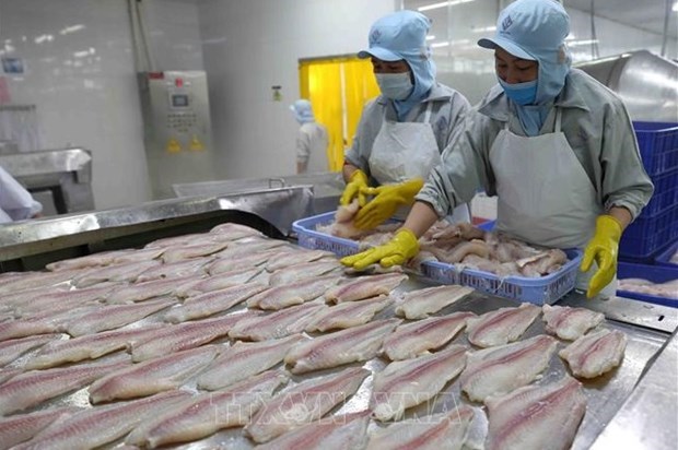 Tra fish production, exports surge hinh anh 1