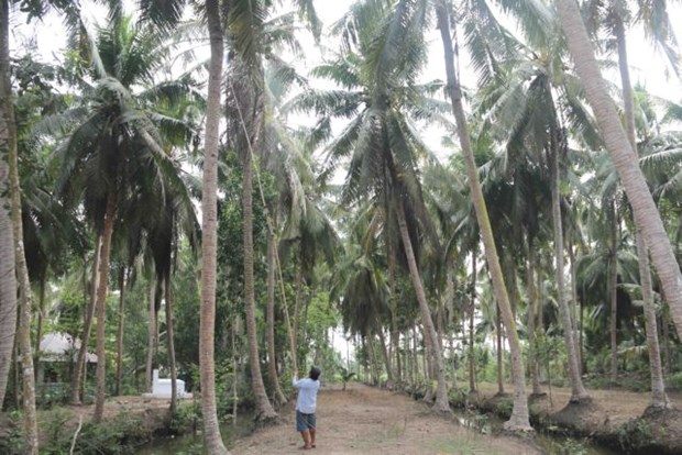 Tra Vinh develops linkages between organic coconut farmers, companies hinh anh 1