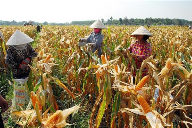 Poverty in Vietnam declines substantially over past decade: WB hinh anh 2