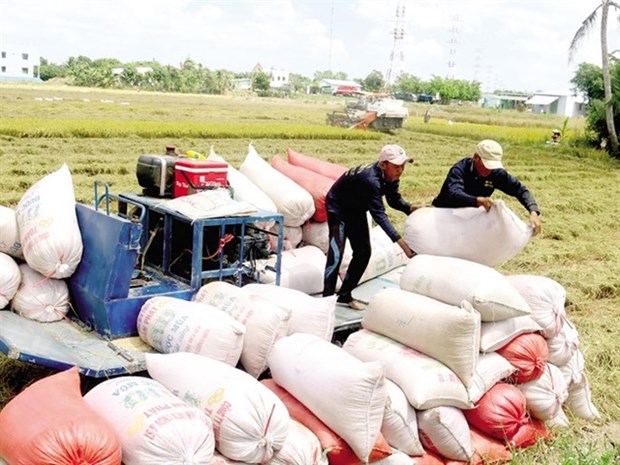 EVFTA boosts Vietnam's rice exports to EU hinh anh 1