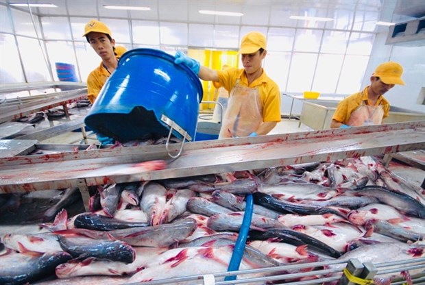 Pangasius exports to US enjoy record prices hinh anh 1