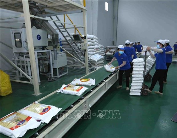 Rice exports to EU quadruple in Q1 hinh anh 1