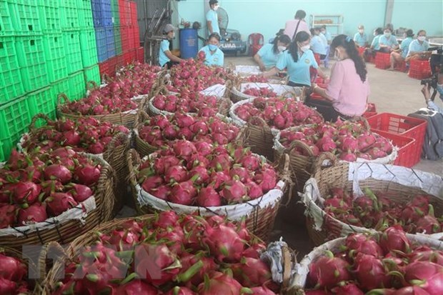 Efforts made to promote dragon fruit exports to Australia, New Zealand hinh anh 1