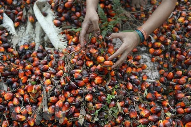 Indonesia to lift palm oil export ban from May 23 hinh anh 1