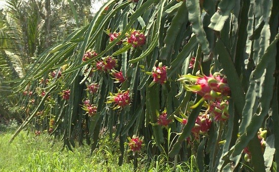 Vietnam wants to increase dragon fruit export to Australia, New Zealand hinh anh 1