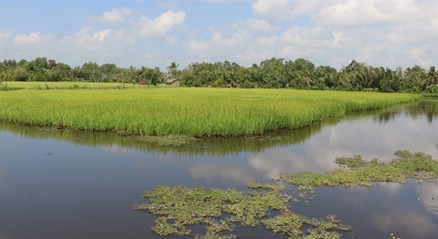 Bac Lieu expands growing rice to organic standards hinh anh 1