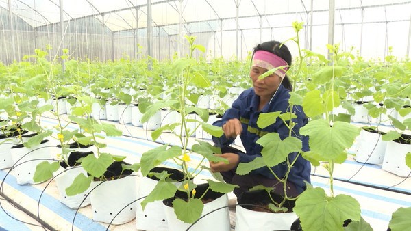 Quang Ninh farms turn to tech to grow agriculture sector hinh anh 2