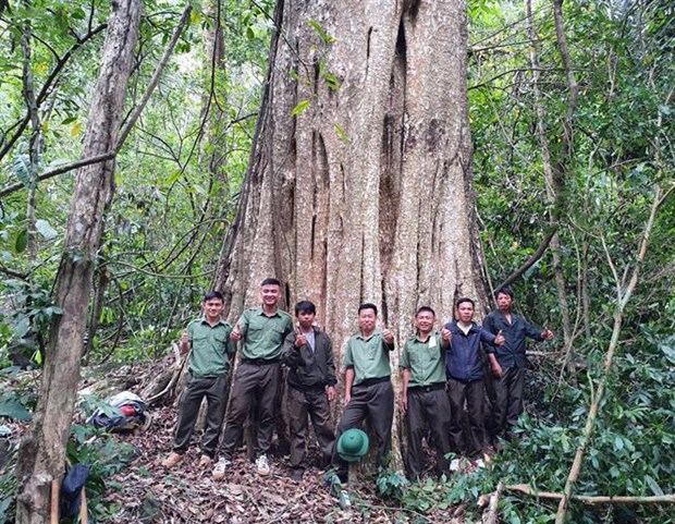 Central Highlands old trees earn ‘heritage tree’ title hinh anh 1
