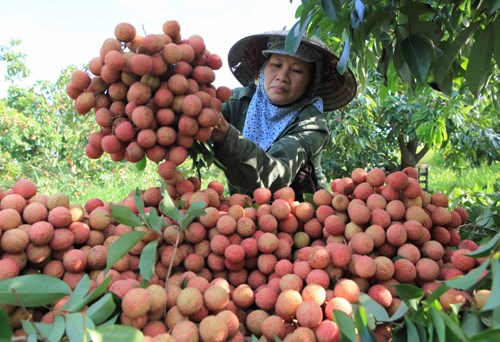 Hai Duong promotes sales of Thanh Ha lychee, typical products hinh anh 1