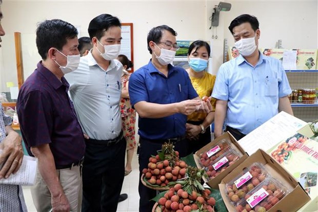 Hai Duong promotes sales of Thanh Ha lychee, typical products hinh anh 2