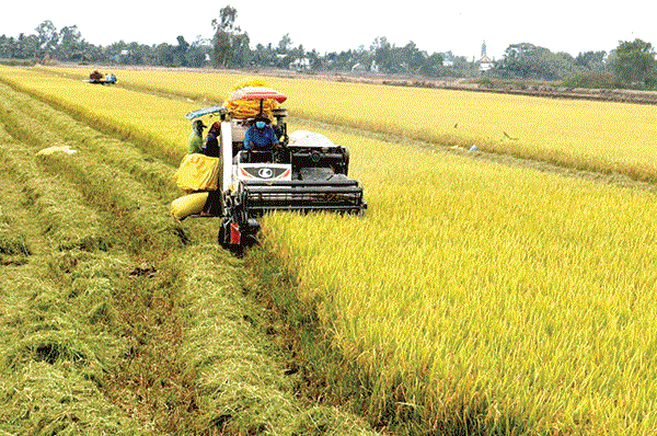 Project helps boost agriculture sustainably hinh anh 1