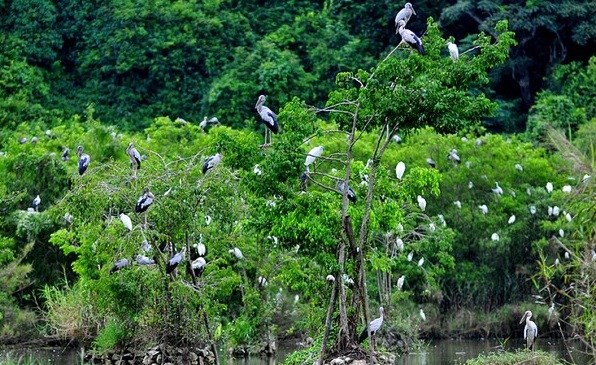 Ecological recovery, biodiversity protection solutions sought hinh anh 1