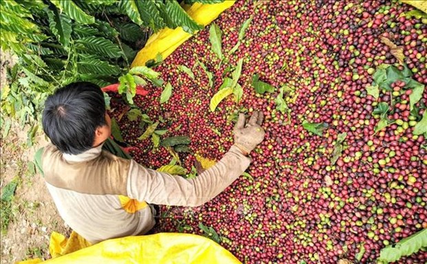 Much room for Vietnam’s coffee export to Japan: newspaper hinh anh 1