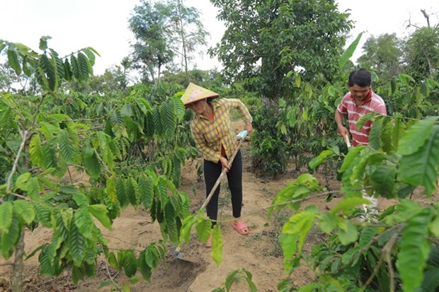 Sustainable landscape project launched for Central Highlands provinces hinh anh 1