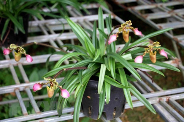 Three endangered orchid species successfully propagated hinh anh 1