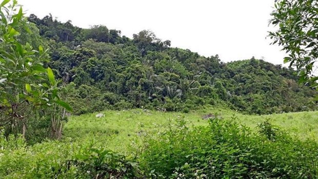 Quang Nam expands natural habitat for rare douc langurs hinh anh 2