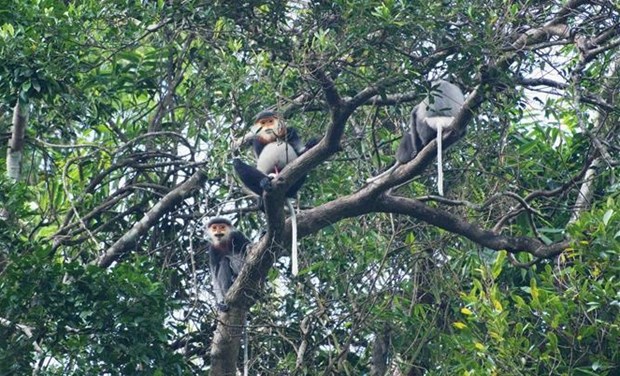 Quang Nam expands natural habitat for rare douc langurs hinh anh 1