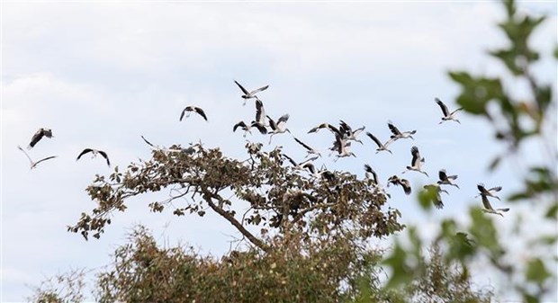 Some 1,000 individuals of endangered stork species spotted in Tay Ninh hinh anh 1