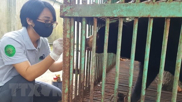 Last captive bear in Binh Phuoc transferred to rescue centre hinh anh 1