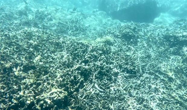 Nha Trang scrambles to save coral reefs from bleaching hinh anh 1