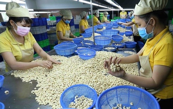 Vietnamese firms regain ownership of all 100 cashew nut containers in Italy scam hinh anh 1