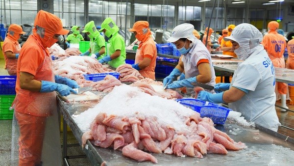 Vietnamese tra fish sector likely to enter new development cycle hinh anh 1