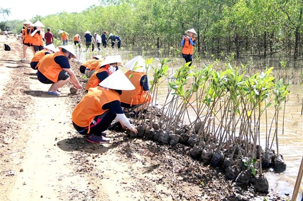 Tra Vinh province plants forests to protect coasts, improve environment hinh anh 1