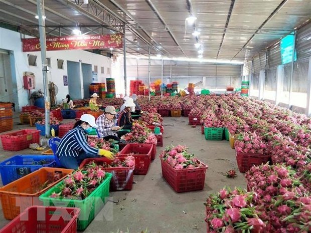 Firms advised to be cautious when exporting agricultural products via Lao Cai’s border gate hinh anh 1