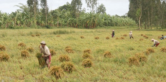Initiative to protect food systems in Asian mega delta launched in Can Tho hinh anh 1