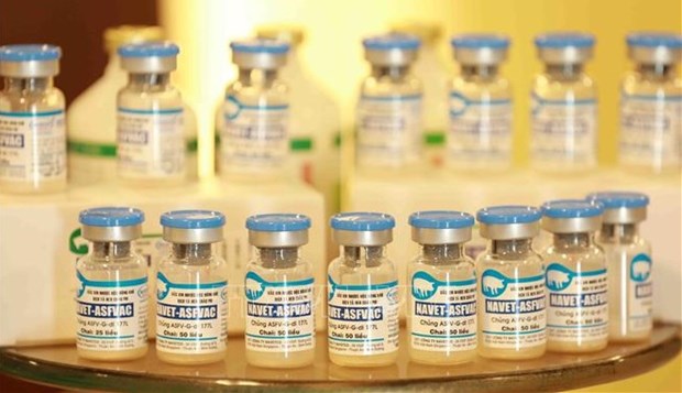 Vietnam develops world’s first effective vaccine against ASF: German newspaper hinh anh 2