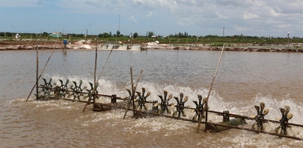 Bac Lieu to grant production codes for shrimp farms hinh anh 1