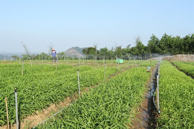 Hanoi turns to green, effective agricultural production hinh anh 1