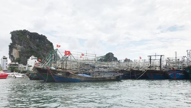 Quang Ninh makes progress in removing EC fishing 