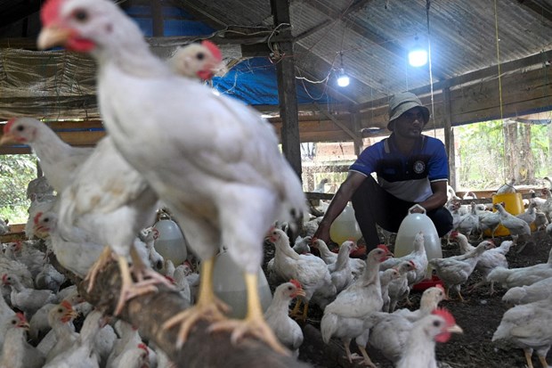 Indonesia to soon export chicken to Singapore hinh anh 1