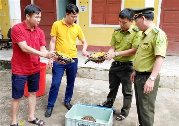 Quang Binh’s national park receives three rare impressed tortoises hinh anh 1