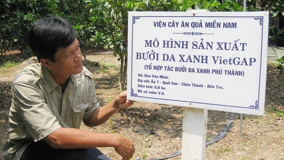 Mekong Delta farmers benefit by joining cooperative groups hinh anh 1