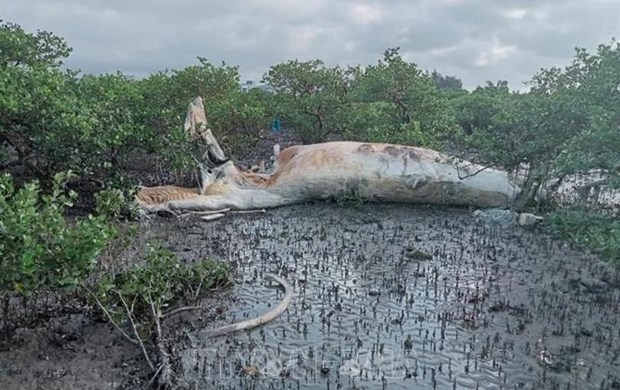 Massive whale carcass washed ashore in Quang Ninh hinh anh 1