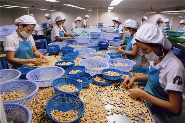 EVFTA helps boost Vietnam’s cashew nut export to France hinh anh 1