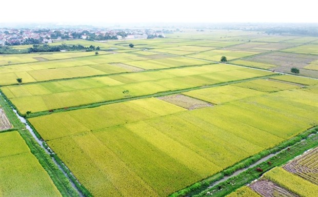 Room remains for Vietnamese rice exports to UK hinh anh 1