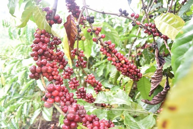 Vietnam eyes to expand coffee exports to Africa hinh anh 1